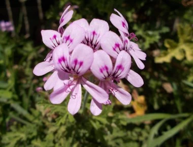 Aρμπαρόριζα: Το «θαυματουργό» φυτό για τα νεύρα και την χοληστερίνη